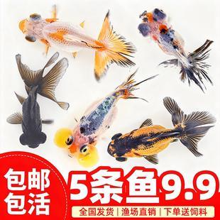 金鱼活鱼观赏鱼小金鱼活体冷水鱼锦鲤鱼金鱼苗宠物活体小型鱼 包邮