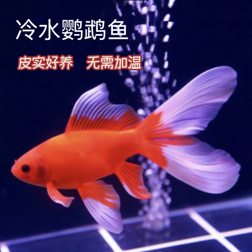 鹦鹉鱼冷水黄金黑金龙凤好养鱼