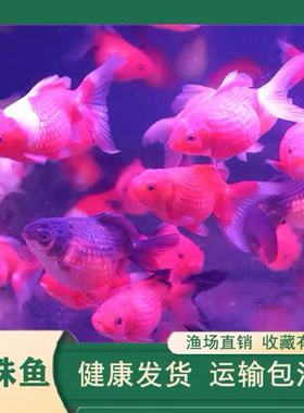 珍珠兰寿绒球水泡金鱼观赏鱼红白花色红色白色泡泡鱼宠物鱼冷水鱼