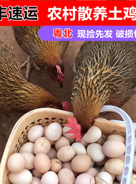 广东粤北正宗土鸡蛋农家散养新鲜正宗草鸡蛋笨孕妇月子蛋30枚整箱