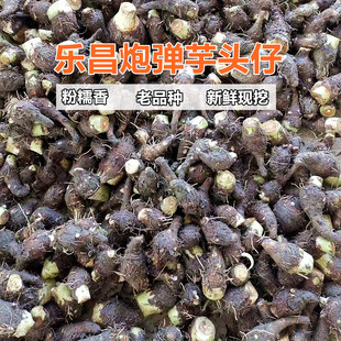 乐昌炮弹香芋小香芋韶关芋头新鲜小芋头现挖农家粉糯荔浦槟榔芋仔