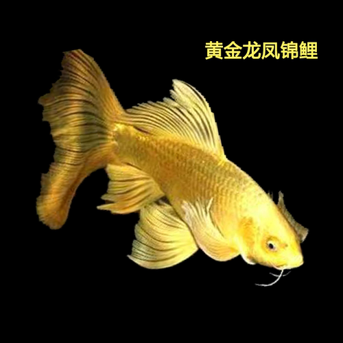 黄龙凤锦鲤长尾冷水淡水观赏鱼