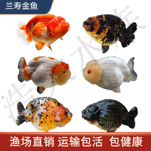 活体淡水好养兰寿金鱼萌宠波妞