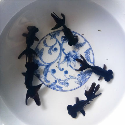 黑龙睛冷水观赏鱼大眼鱼黑金鱼苗水族宠物好养耐活淡水小型鱼活鱼