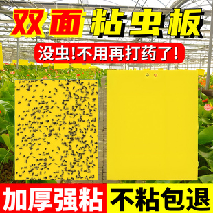 双面瓜果实蝇粘胶板水果园粘虫板柑橘灭果蝇药贴针蜂诱粘剂蜜蜂贴
