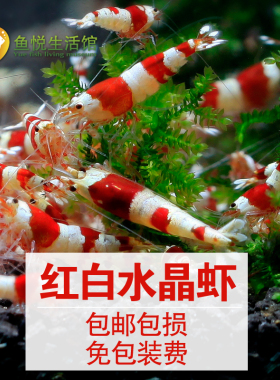 红白水晶虾活体虾观赏虾宠物虾水草缸鱼缸练手虾极火虾繁殖组包邮