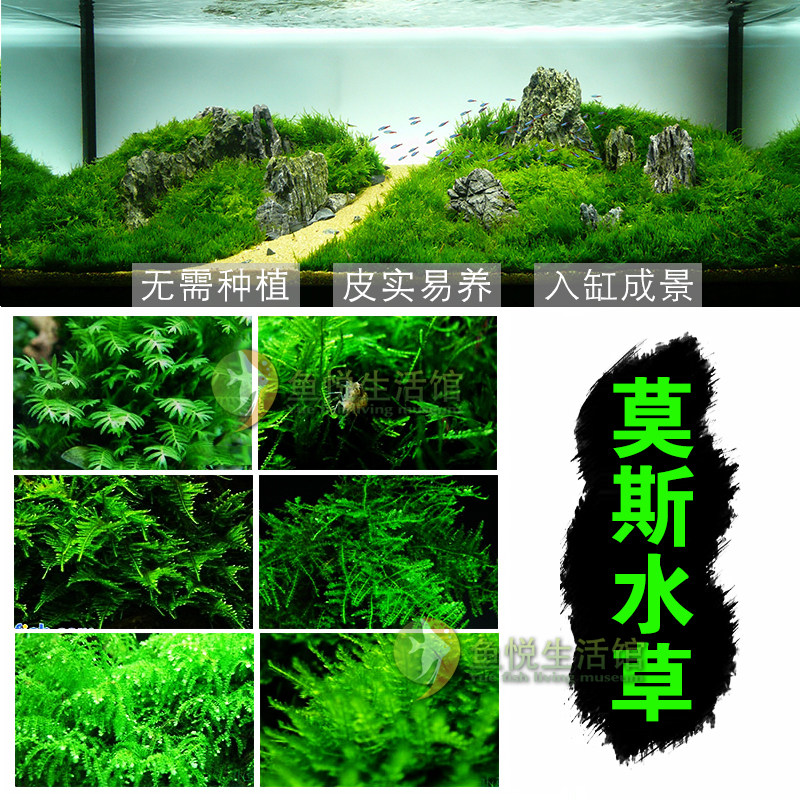 三角莫斯水草活体淡水松茸火焰垂泪莫斯前景草沉木活水草造景装饰