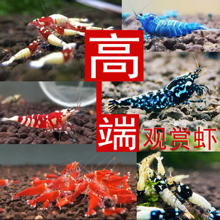 红黑银河鱼骨星钻水晶虾圣诞红活体虾玩家级高端精品宠物虾观赏虾