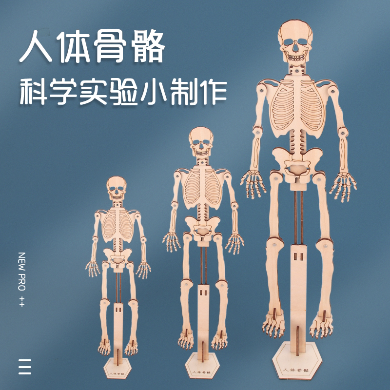 人体骨骼模型儿童手工拼装材料包