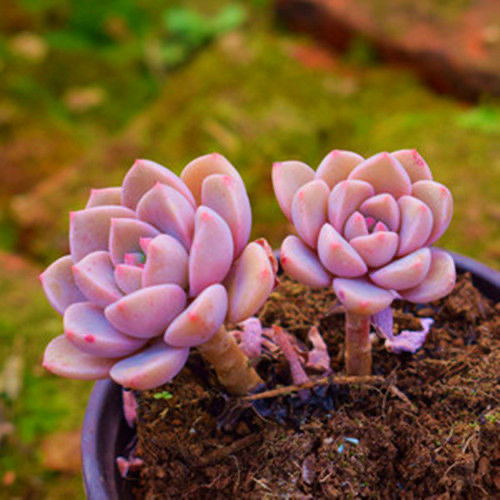 红粉佳人多肉植物盆栽粉红佳人肉肉绿植花卉办公桌面防辐射吸甲醛