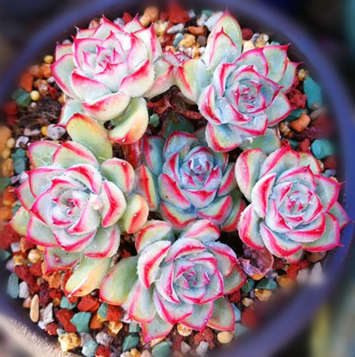 月光女神猎户座荷花多肉植物盆栽