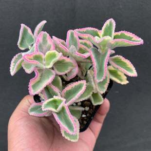 碰碰香锦多肉植物香妃肉肉薄荷香花卉盆栽办公桌阳台防蚊虫防辐射