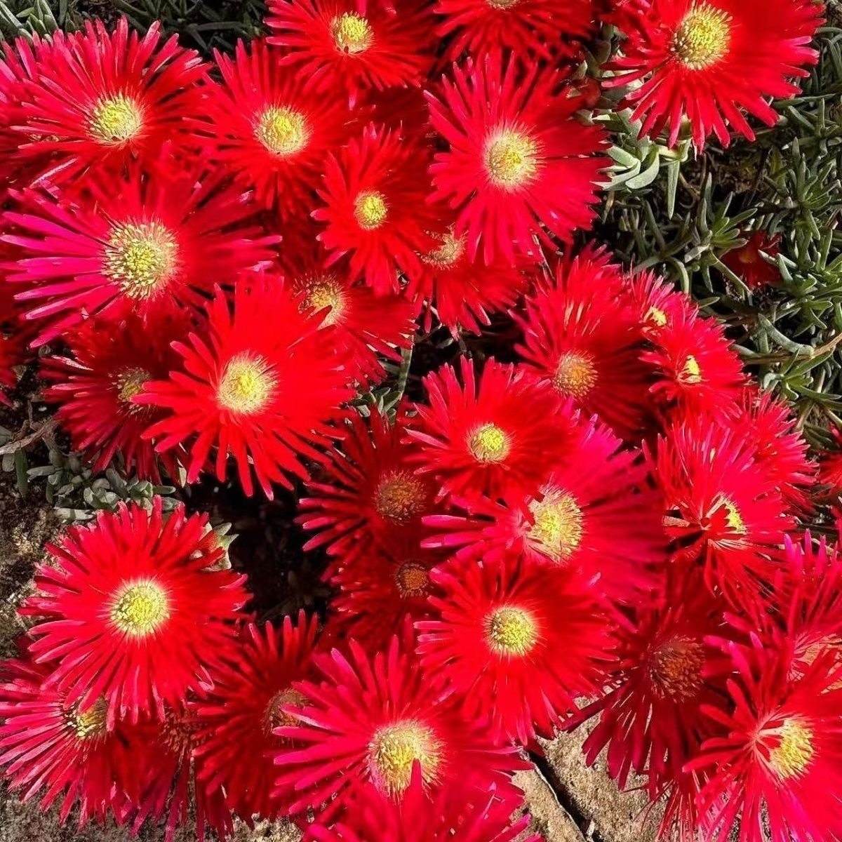 番杏 龙须海棠花 多肉植物盆栽花卉 开花肉肉办公室内阳台好养