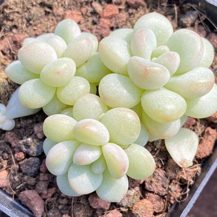 稀有贵货泡泡糖洛可可多肉植物盆栽木糖醇肉肉办公桌室内高档花卉