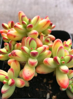 群生小天狗之舞防辐射多肉植物