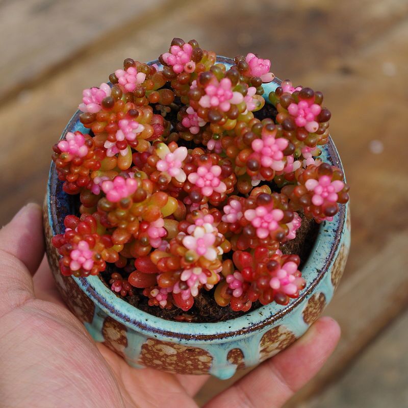 绿植彩色浆果花卉防辐射多肉植物