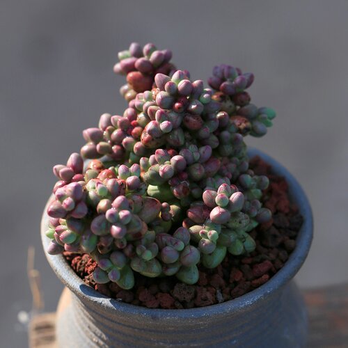 办公桌紫光多肉植物盆栽