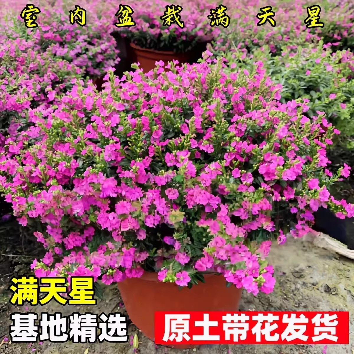 满天星盆栽带花苞大盆老桩满天星花卉室内外阳台观花好养绿植图片