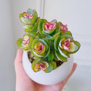 锦绣玫瑰牡丹锦多肉植物蝴蝶白姬之舞朱莲玉吊钟稀有盆栽花卉绿植