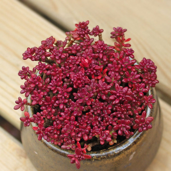 紫米粒多肉植物盆栽紫色肉肉米粒花室内阳台好养绿植花卉防辐射
