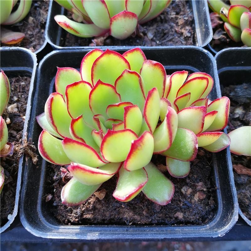 墨西哥红边灵隐多肉植物盆栽绿体花月夜红花女王灵影肉肉防辐射