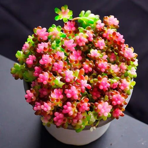 容易防辐射七彩龙珠锦多肉植物