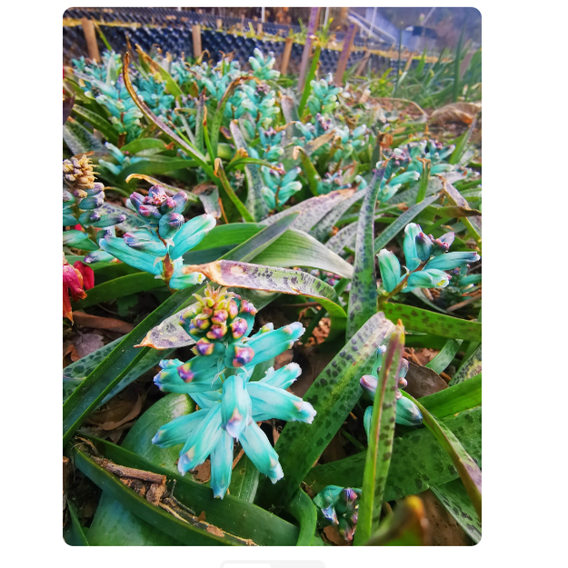 绿松石 立金花 种根多肉植物盆栽 紫侏儒 白剑立金花 肉肉花卉