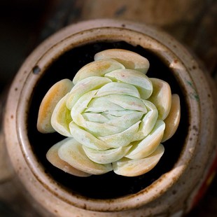 鳄鱼嘴西娜墨西哥玫瑰多肉植物盆栽办公桌肉肉绿植花卉容易防辐射