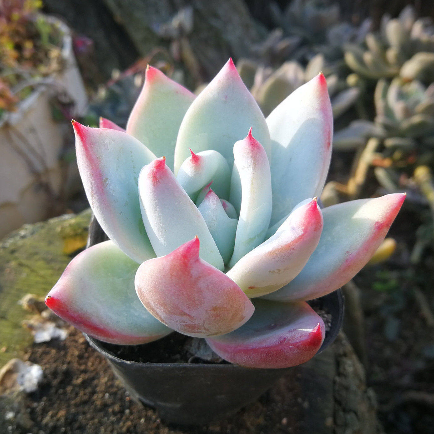 北极熊野卡多肉植物盆栽花卉卡罗拉肉肉办公室内阳台防辐射,鲜花速递/花卉仿真/绿植园艺,多肉植物,淘宝优惠券,粉丝福利购,淘宝优惠卷