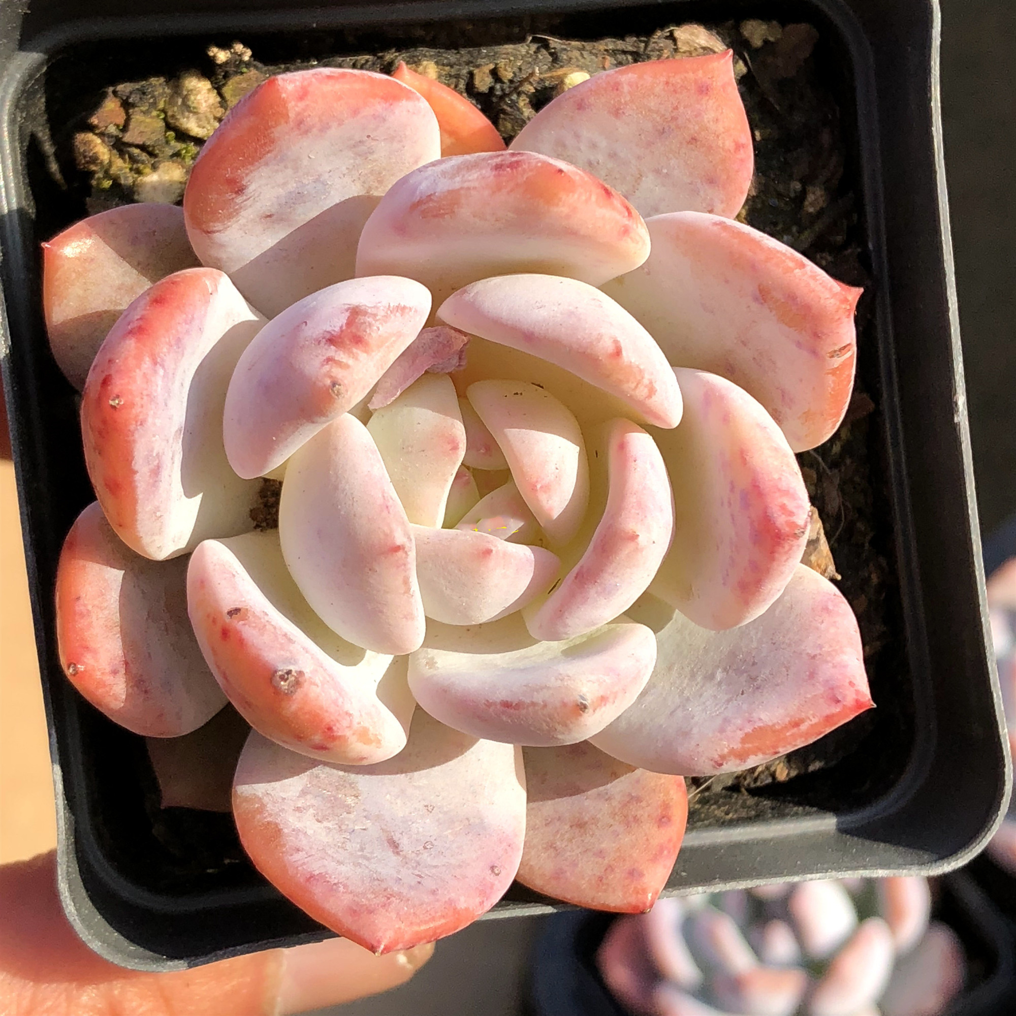 大橙子橙梦露花卉状态好多肉植物