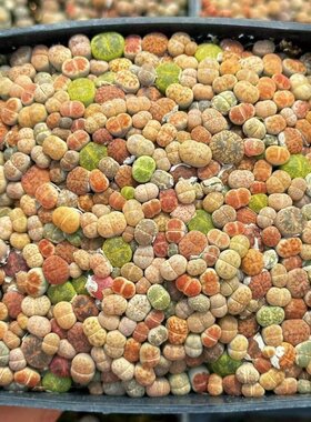 彩色生石花整盆混合带盆土发货新手套餐多肉植物PP番杏科屁股石头