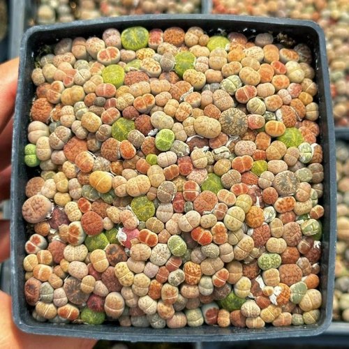 彩色生石花整盆混合带盆土发货新手套餐多肉植物PP番杏科屁股石头