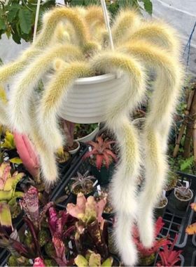 九尾狐猴尾巴多肉植物盆栽花卉