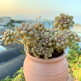 群生多头丸叶姬秋丽多肉植物盆栽窗台老桩肉肉容易防辐射