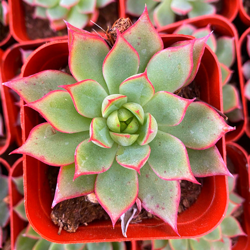 宝莲灯群生多肉植物盆栽肉肉多头办公室阳台绿植花卉新款净化空气