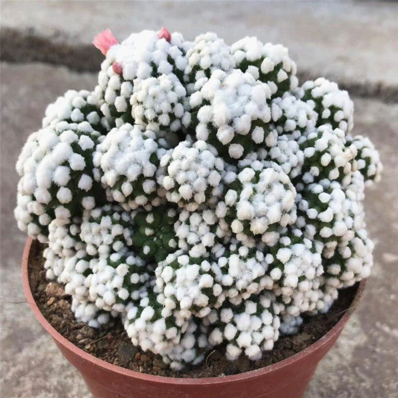开花多头仙人球明日香姬多肉植物盆栽紫丽丸城堡山肉肉绿植防辐射