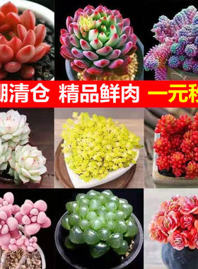 绿植组合花卉多肉植物特惠