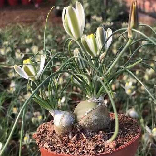 香水兰酒瓶兰块根盆栽象腿树懒人多肉植物室内桌面净化空气花卉