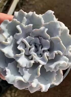 盆栽群生阳台花卉多肉植物