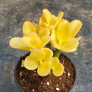 黄金花月落日之雁新花月锦多肉植物盆栽玉树绿植花卉防辐射