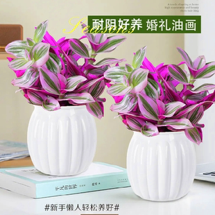 油画婚礼进口新品吊兰盆栽办公室内多肉植物彩色四季好养绿植花卉