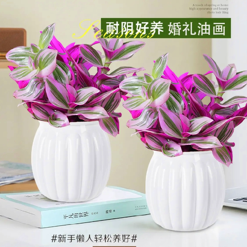 油画婚礼进口新品吊兰多肉盆栽