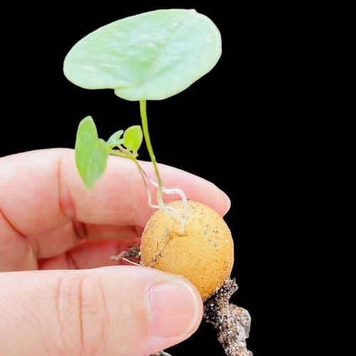 实生南非龟甲龙阳台爬藤多肉植物冬型种夏季休眠块根球根小盆栽