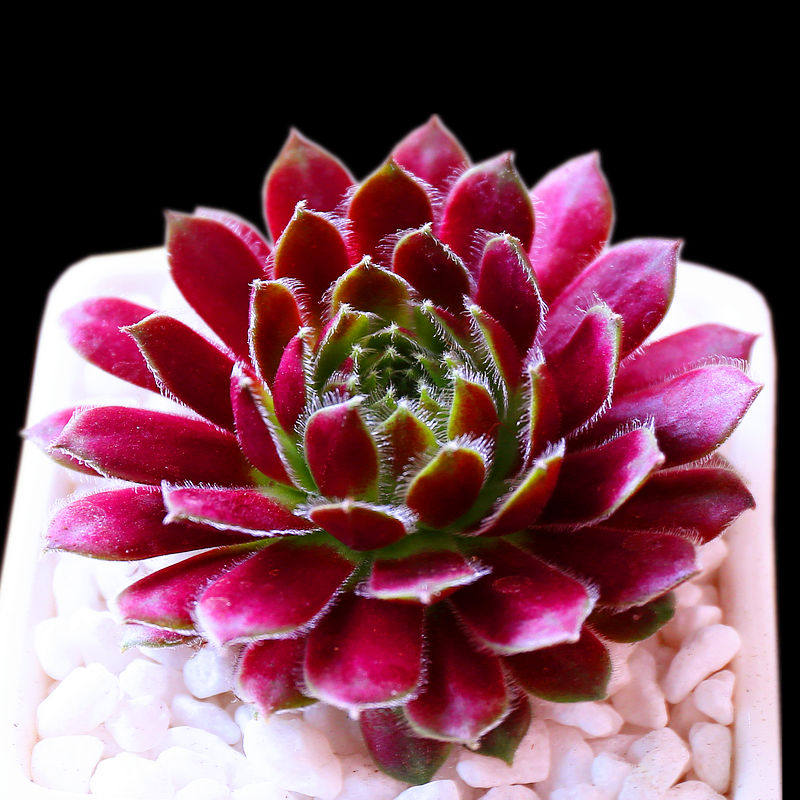 紫牡丹多肉植物盆栽办公桌面长生草肉肉防辐射净化空气绿植花卉