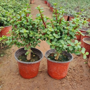 金枝玉叶老桩多肉盆栽造型室内阳台室外四季常青花卉绿植植物