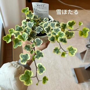 雪莹常春藤客厅卧室内桌面净化空气观叶花叶盆栽绿植易养