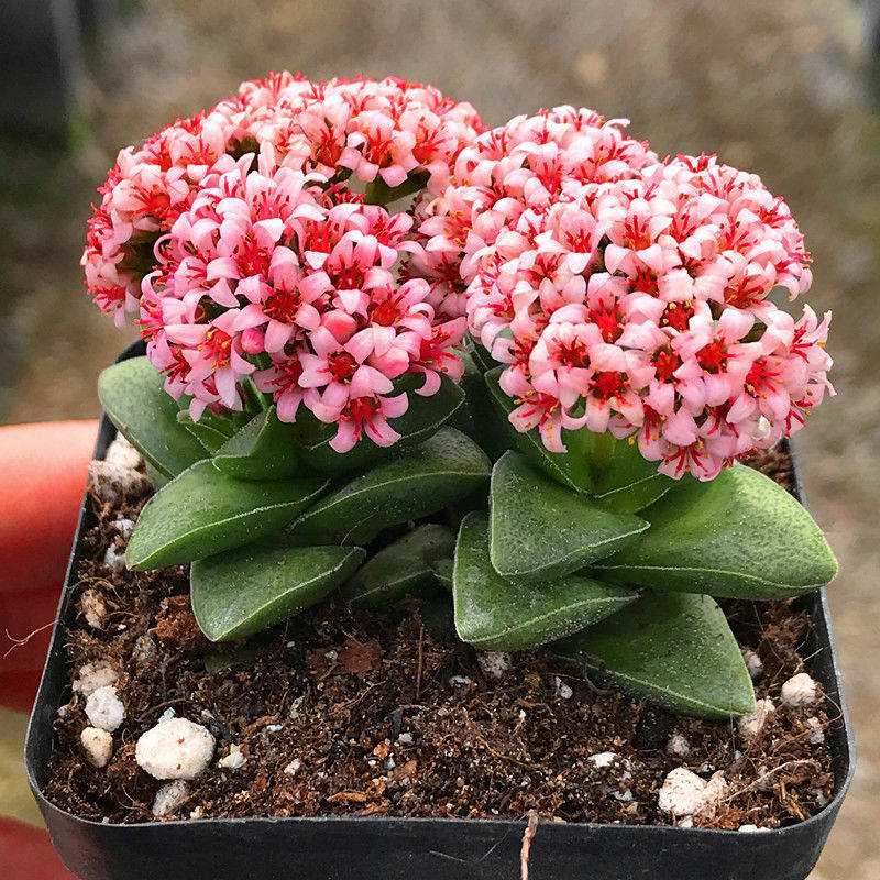 神童小夜衣纪之川开花多肉植物盆栽雷童巴肉肉室内阳台花卉防辐射
