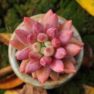 红蜻蜓多肉植物所罗门肉肉办公桌阳台室内盆栽容易防辐射净化空气