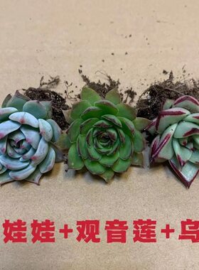 多肉植物组合套餐吉娃娃 乌木 观音莲  入门装新手好养活肉肉盆栽