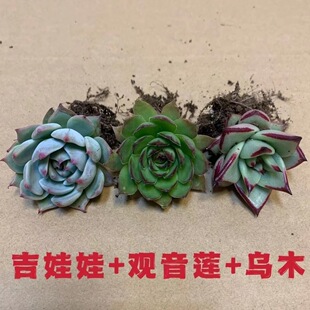 多肉植物组合套餐吉娃娃 乌木 观音莲  入门装新手好养活肉肉盆栽